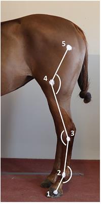 Kinematic Analysis During Straight Line Free Swimming in Horses: Part 2 - Hindlimbs